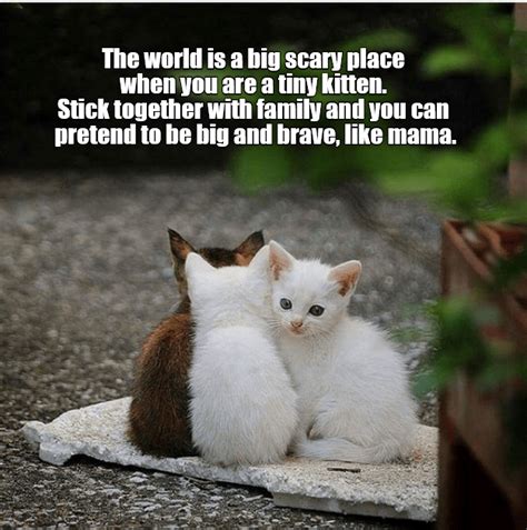 It Is A Big Scary World Lolcats Lol Cat Memes Funny Cats