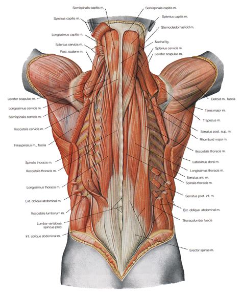 The Deeper Muscles Of The Back Biological Science Picture Directory Pulpbits Net