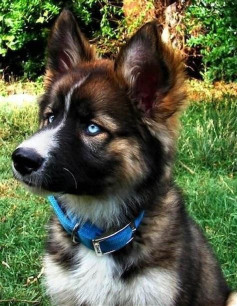 21 Cute And Unique Dog Cross Breeds You Need To Know About Husky Mix