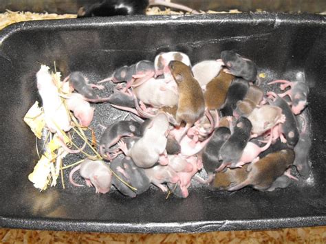 Mice Babies At Home Pets