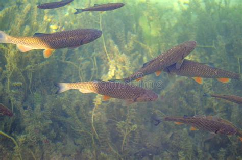 Fish In The Clear Water Of Plitvice Lakes Croatia Stock Photo Image