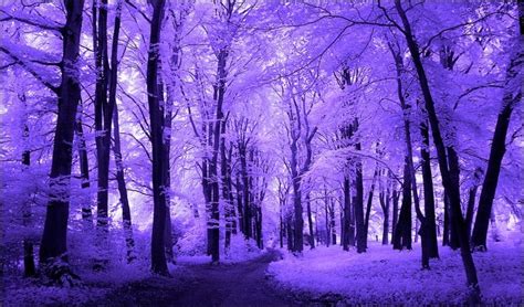 Free Download Hd Wallpapers Desktop Purple Tree Hd Wallpapers
