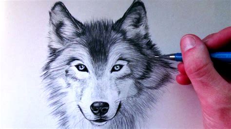Wolf Drawing At Getdrawings Free Download