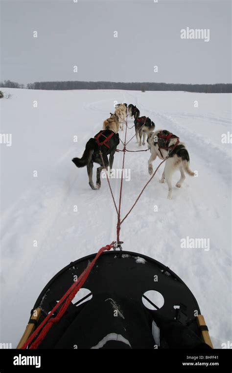 A Team Of Sled Dogs Pulling A Sled Through The Snow As Seen From The