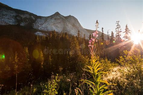 Rugged Mountain Peak And Evergreen Forest In British Columbia Stock