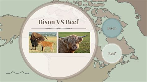 Bison Vs Beef By Sam Burton