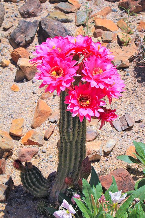 Torch Cactus Bouquet Photograph By Kevin Mcenerney