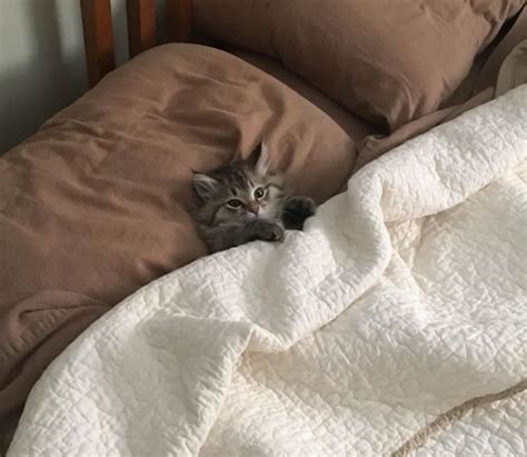 people in this online group shared 50 of the coziest tucked in kitties ever