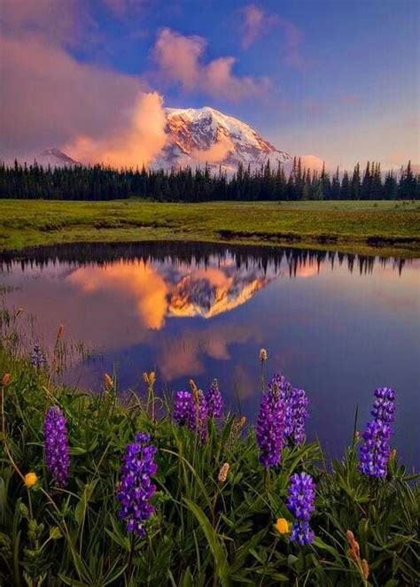 Pin By Osama Elshak On Paysages Mount Rainier National Park