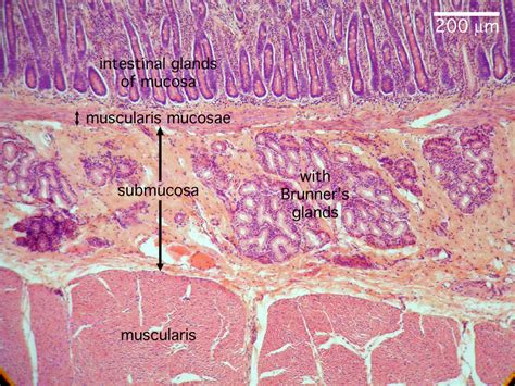 Histology Digestion Lab Colon My Xxx Hot Girl