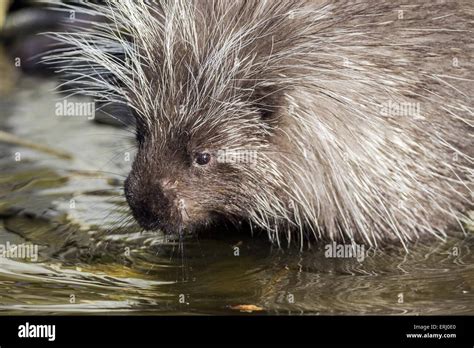 New World Porcupine Stock Photo Alamy