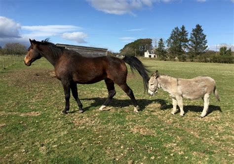 Best Friends Inseparable Horse And Donkey Rehomed Together Swns
