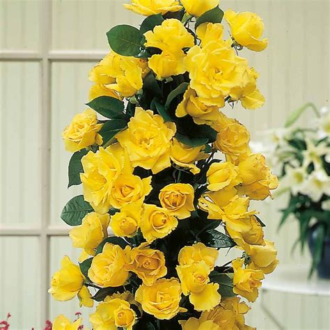 Yellow Rose Climbing Collection Saved From Thompson