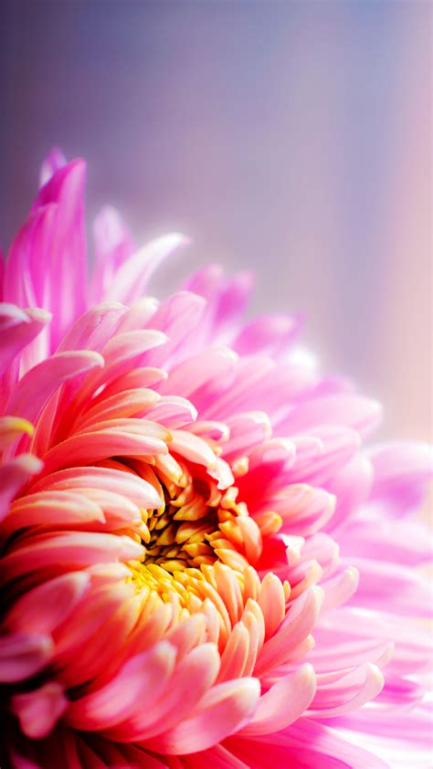 Download Our Hd Floral Pink Wallpaper For Android Phones