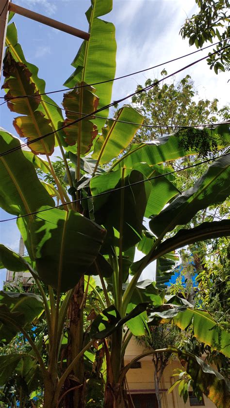 Banana Trees And Cable Lines · Free Stock Video
