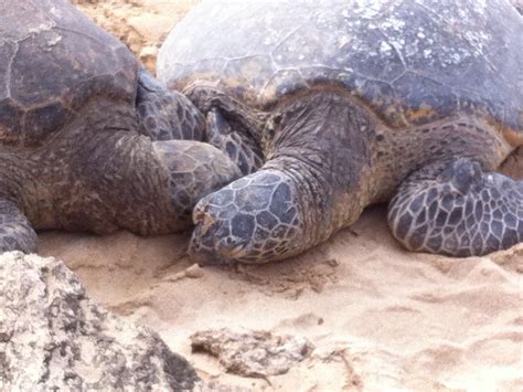 Hawaiian Green Sea Turtles On Laniakea Beach Oahu Smithsonian Photo