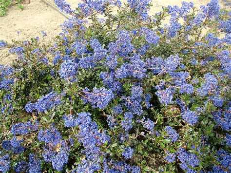Blue Flowering Shrubs Uk The Home Garden