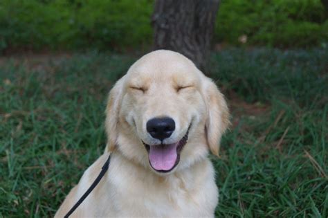 24 Happiest Pet Dog Photos Ever Seen