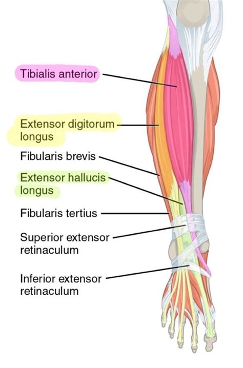 Deep Posterior Lower Leg Muscles
