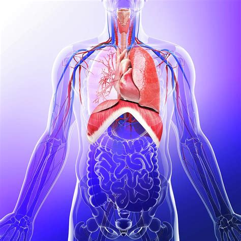 Human Respiratory System Photograph By Pixologicstudio Pixels