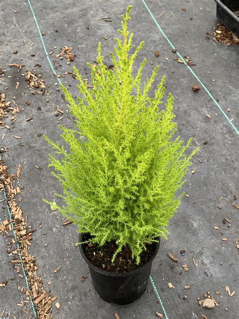 Wilma Goldcrest Monterey Cypress Plants4home