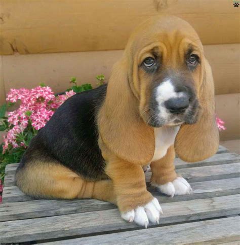 Basset hound puppies love a good friend and enjoy time spent with family. Basset Hound Puppies For Sale Colorado | PETSIDI