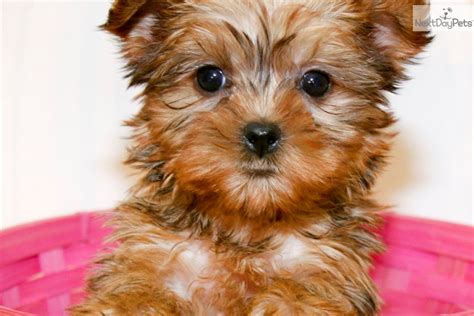 Yorkshire Terrier Yorkie Puppy For Sale Near Columbus Ohio