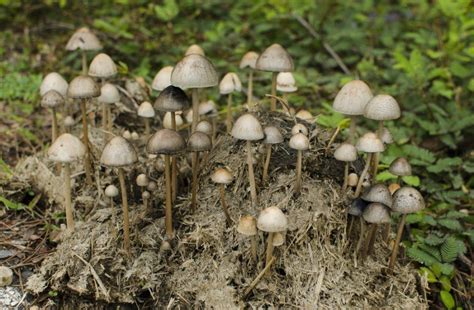 Psilocybe Mushrooms California All Mushroom Info