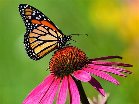 Climate Change Threatens The Beautiful And Beloved Monarch Butterfly