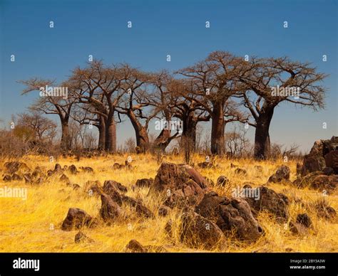 Group Of Baobab Trees In Baobab Paradise Near Savuti Chobe National