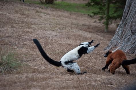Lemur Fight Flickr Photo Sharing