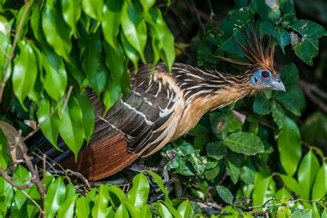 Amazon Rainforest Birds Species List And Top 10 Rainforest Cruises