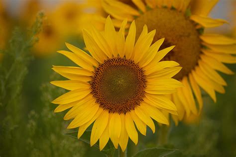 Sunflower In Early Morning Photograph By Lynn Hopwood