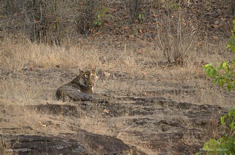 Tigers Of Bandhavgarh Spotty Toehold Travel Photography