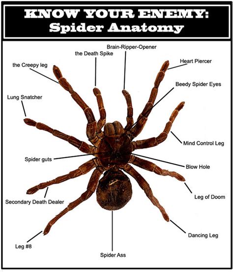 Diagram This Death Spider