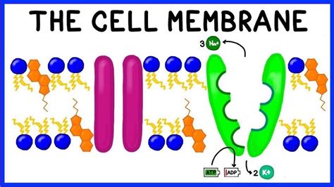 Cell Membrane Structure Function And The Fluid Mosaic Model Youtube