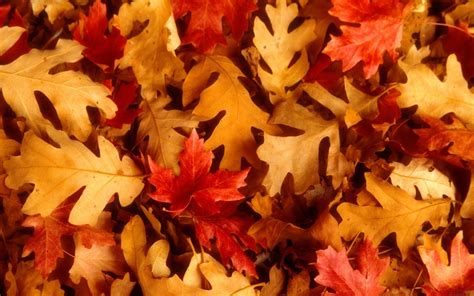 Beautiful Wallpapers For Desktop Red Autumn Leaves
