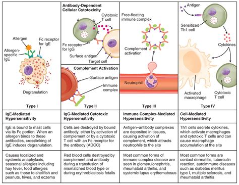 This Table Describes Different Types Of Hypersensitivity In Type I