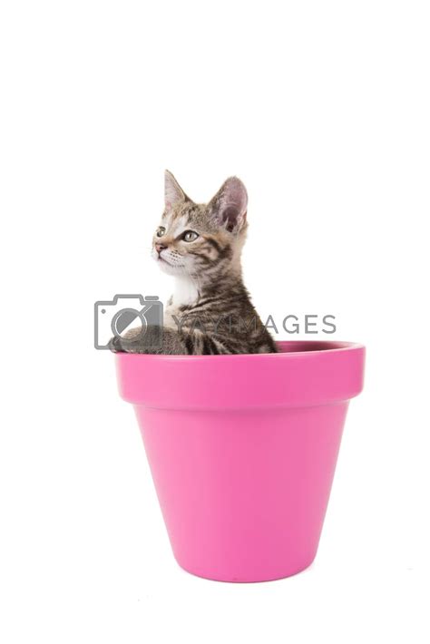 Cute Tabby Cat Kitten In A Pink Flower Pot Isolated At A White B By