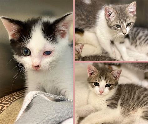 Please Help Us Help These Kittens Pope Memorial Humane Society