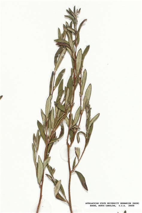Crocanthemum Propinquum Low Frostweed Go Botany
