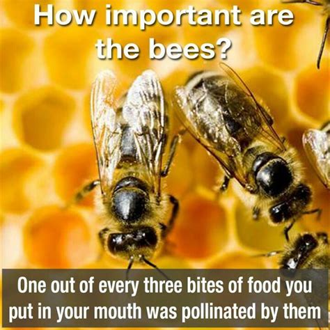 How Important Are The Bees Gardening Pinterest
