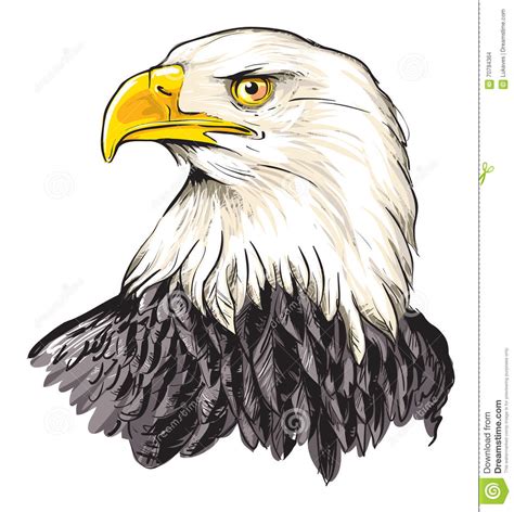 Bald Eagle Stock Vector Illustration Of Feather