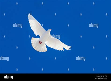 White Dove Flying Through The Blue Sky Stock Photo Alamy