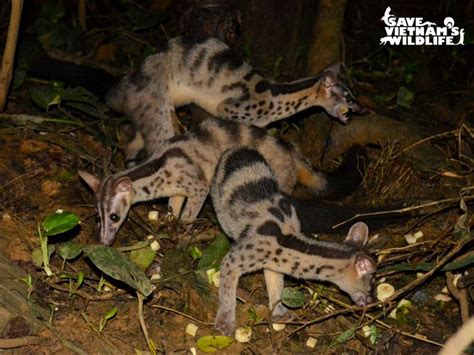 Owstons Civet Chrotogale Owstoni ©nguyen Van Thaisvw Wildlife