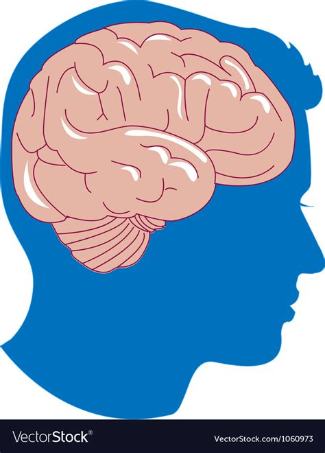Human Brain Infographic Royalty Free Vector Image
