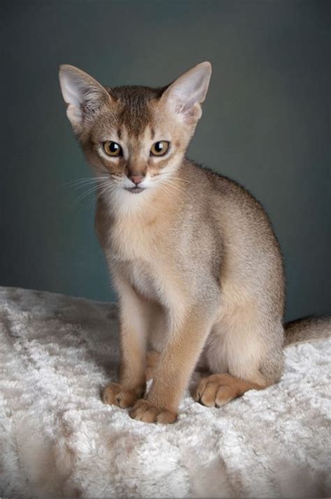 Cat Breeds With Small Ears Pets Lovers