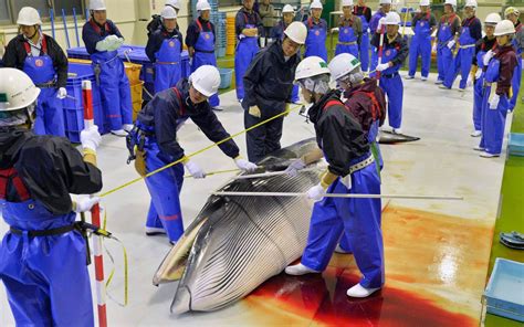 Japan May Start Commercial Whale Hunting Again Live Science