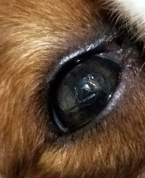 Dry Eye In Dogs Symptoms And Treatment Australian Dog Lover