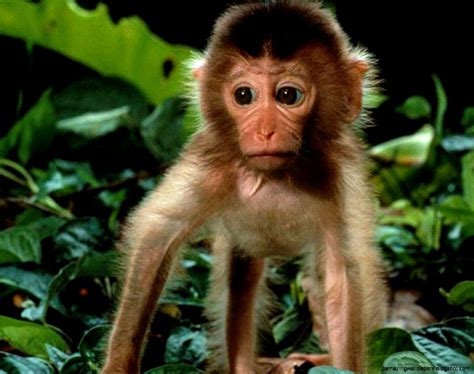Cute Rainforest Monkeys Amazing Wallpapers